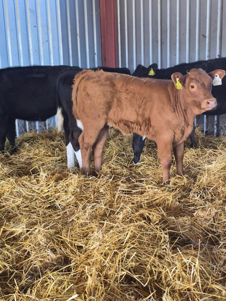 Heifers - Image 1