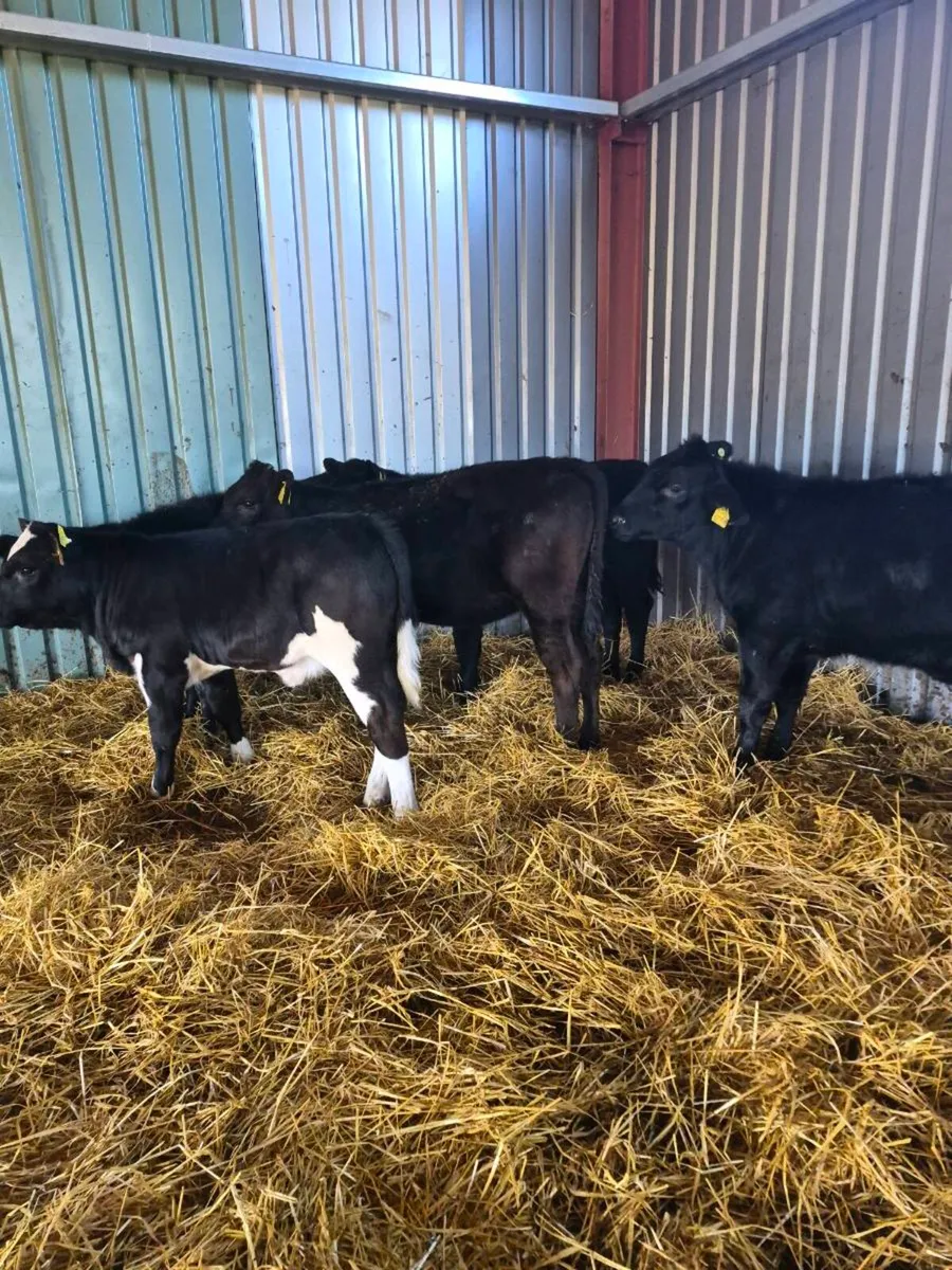 Heifers - Image 2