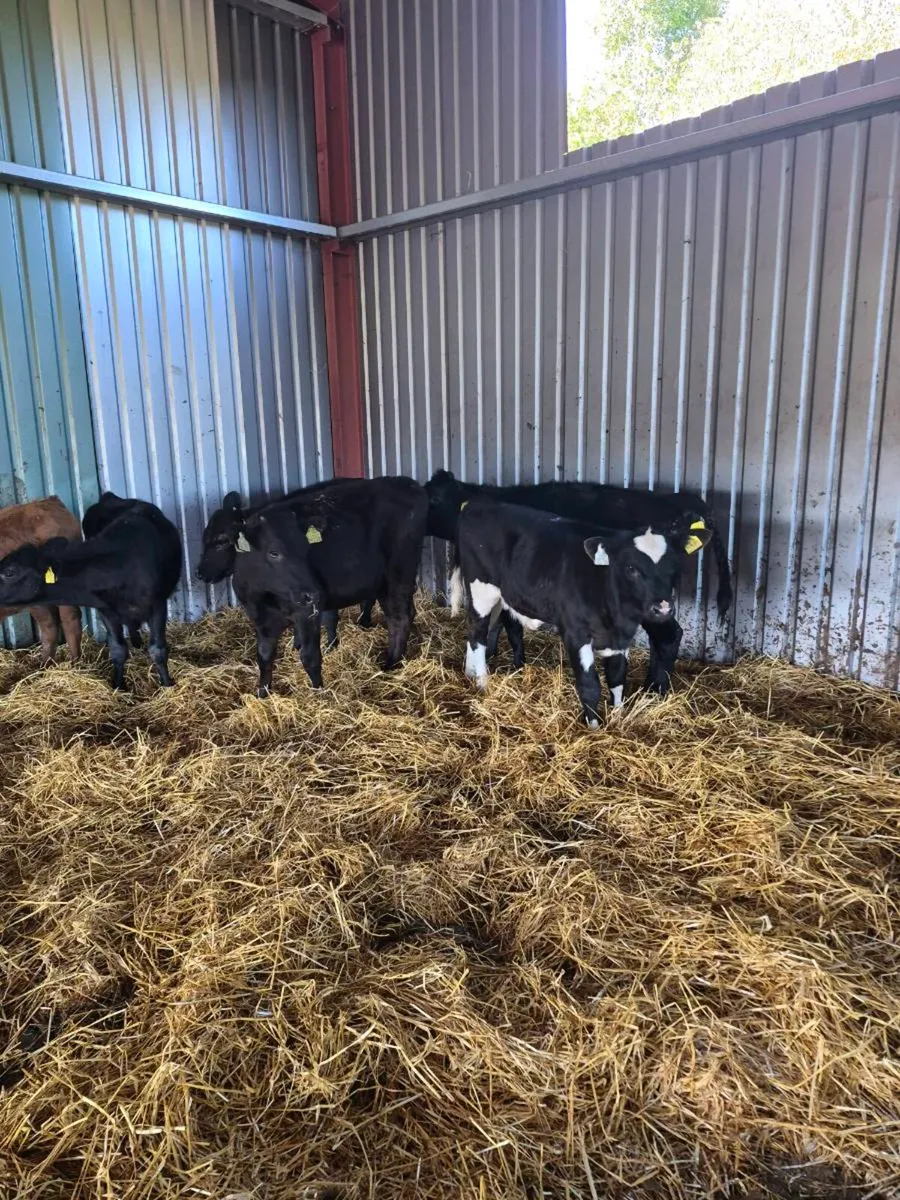 Heifers - Image 3