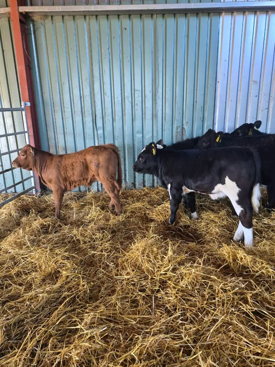 Heifers - Image 4