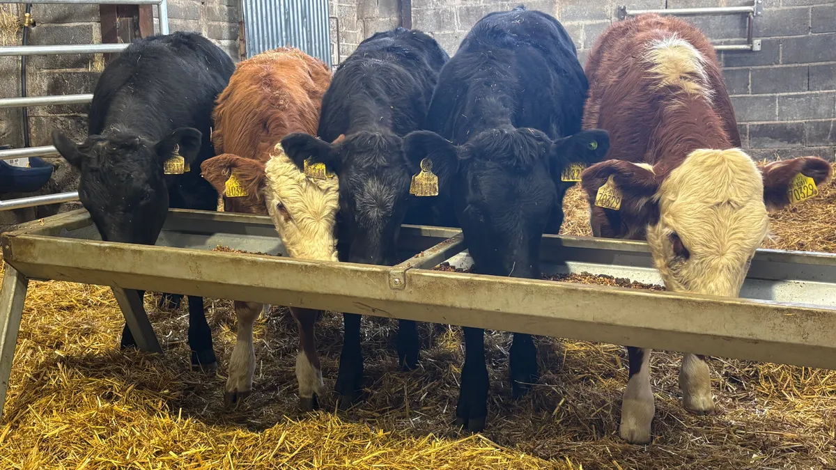 ⭐️5 Quality Continental Heifer Wealings⭐️ - Image 3