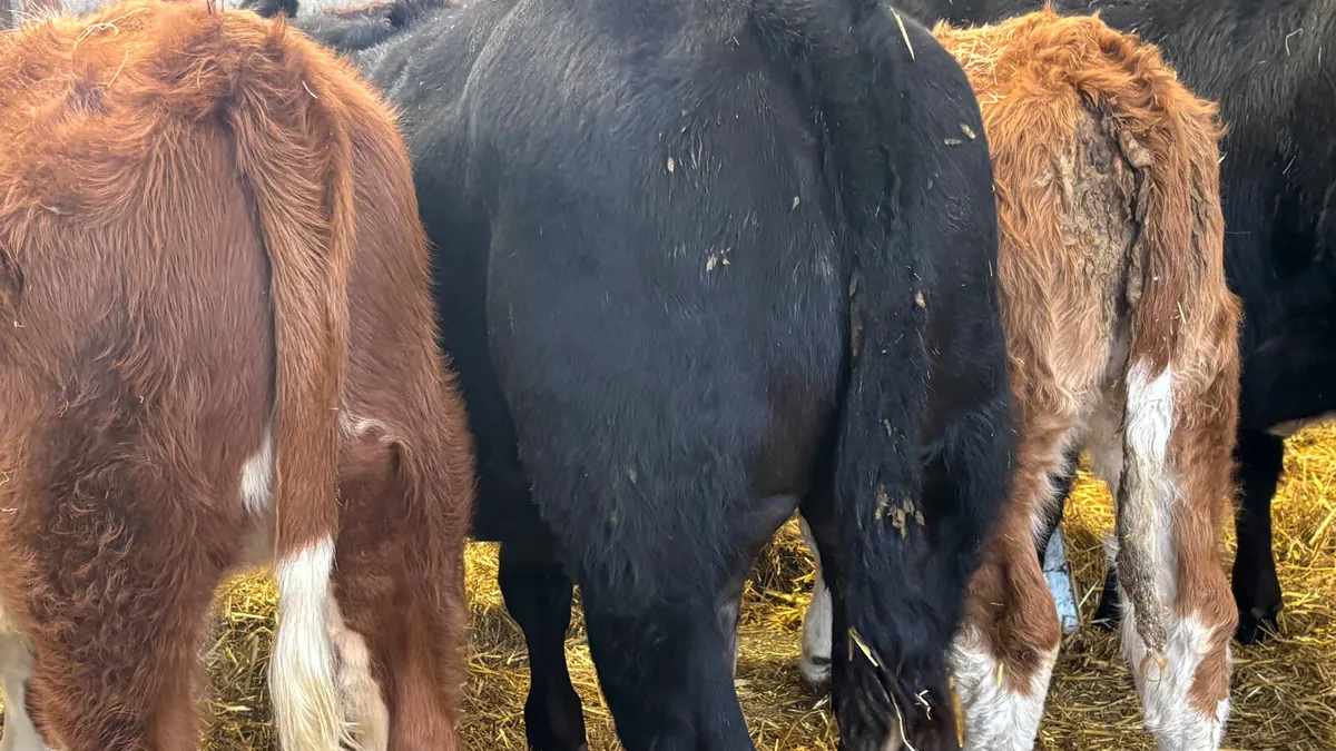 ⭐️5 Quality Continental Heifer Wealings⭐️ - Image 2