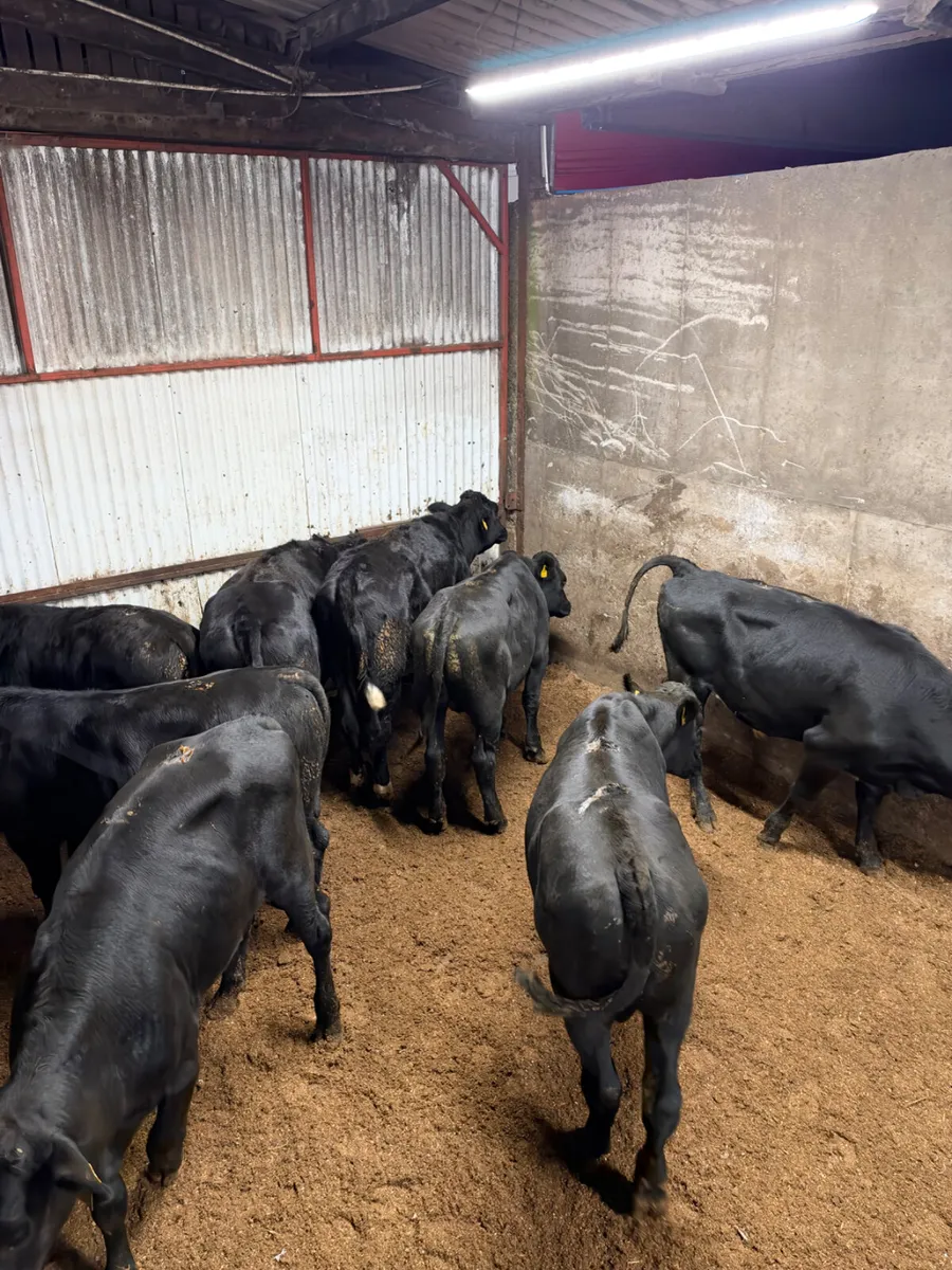 Angus  bullocks - Image 4