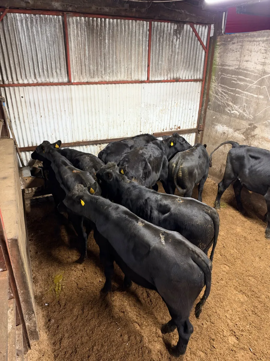 Angus  bullocks - Image 3