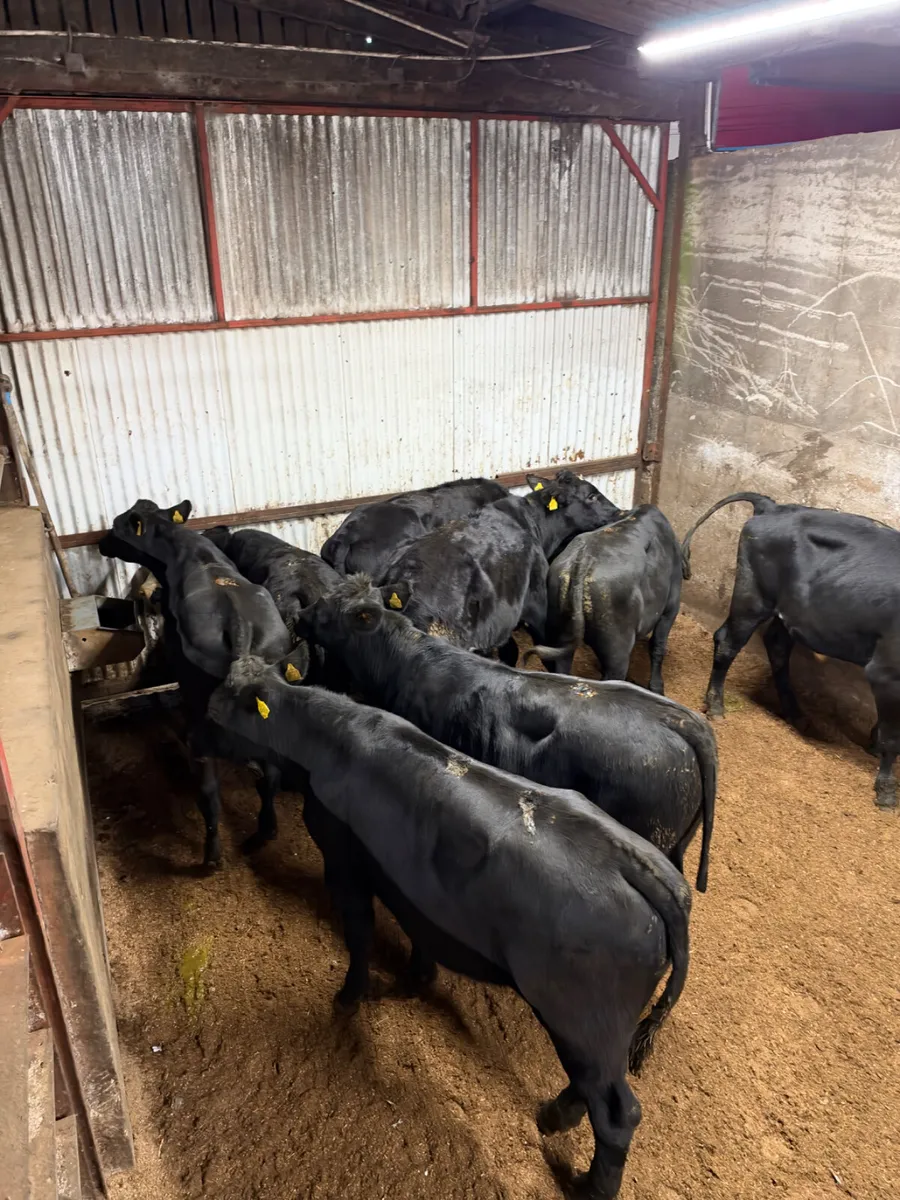Angus  bullocks - Image 2