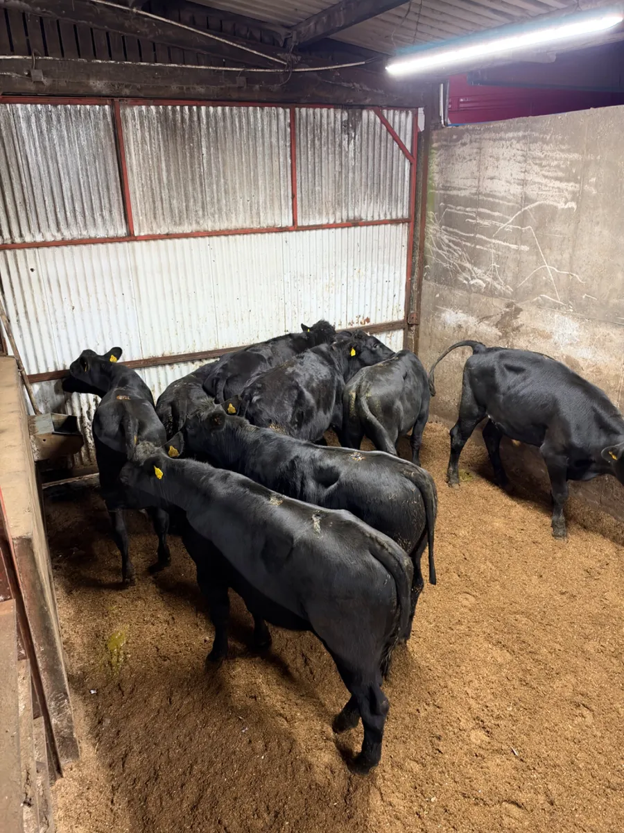 Angus  bullocks - Image 1