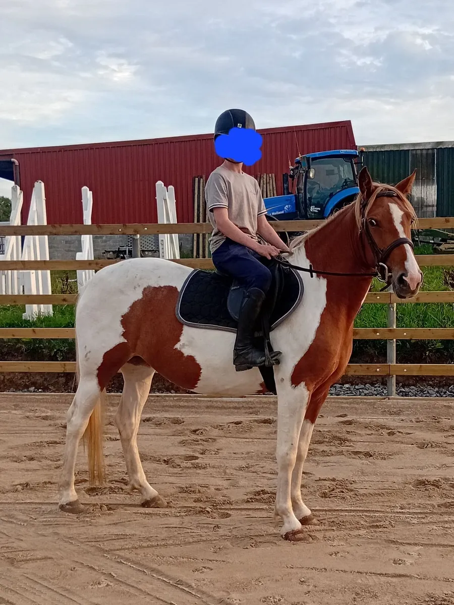 Horse