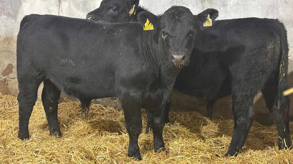 2 Suckler Bred Angus Bull Wealings - Image 3