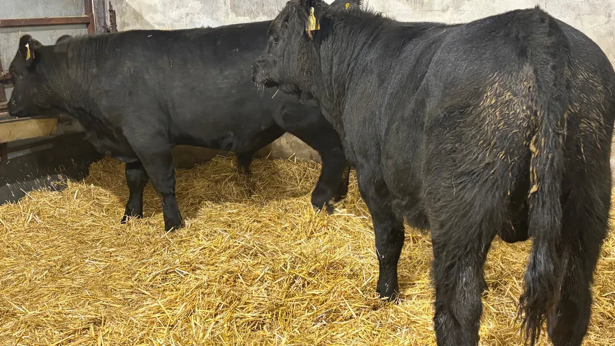 2 Suckler Bred Angus Bull Wealings - Image 4