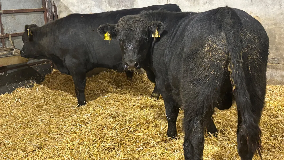 2 Suckler Bred Angus Bull Wealings - Image 2