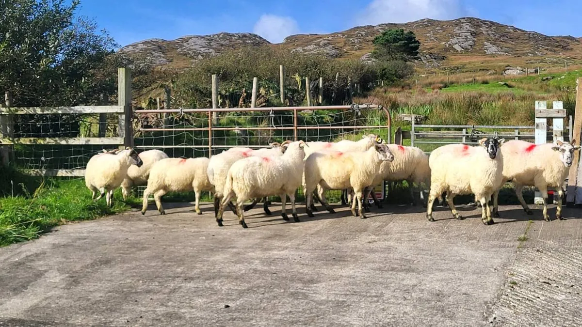 Cheviot cross hoggets - Image 2