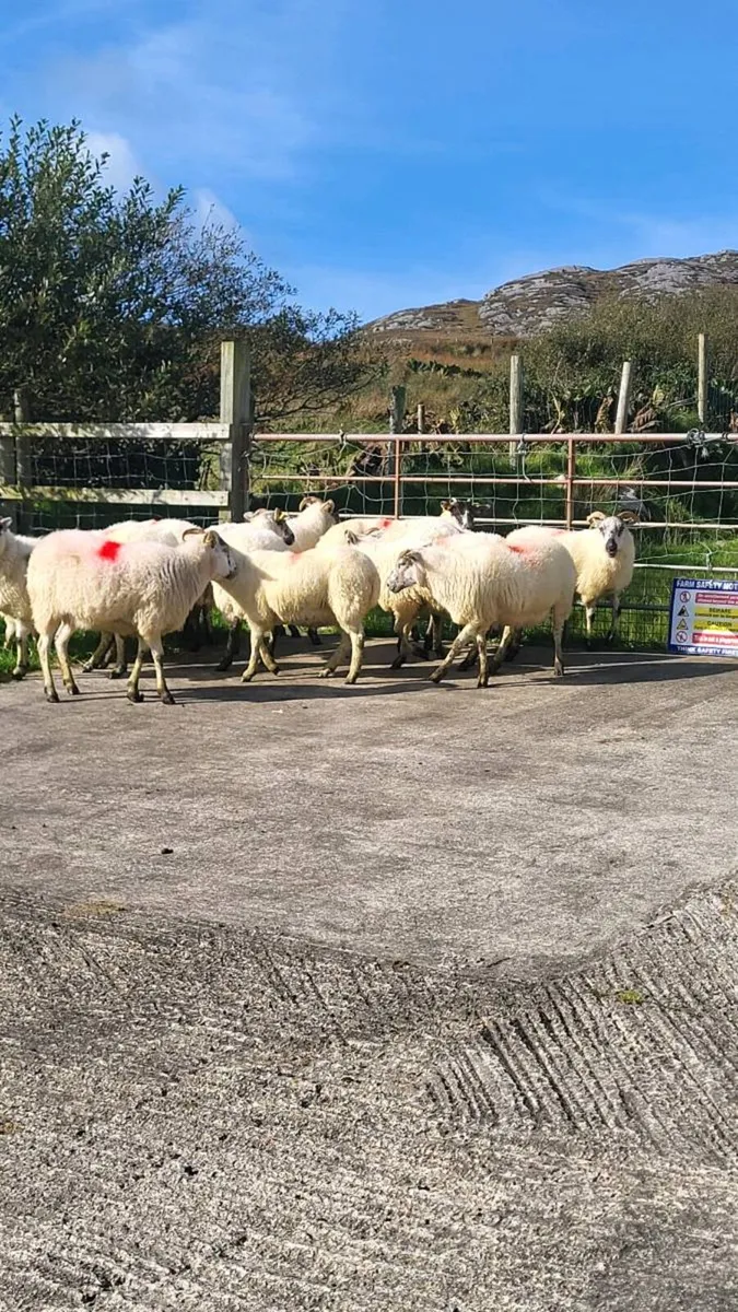Cheviot cross hoggets - Image 3