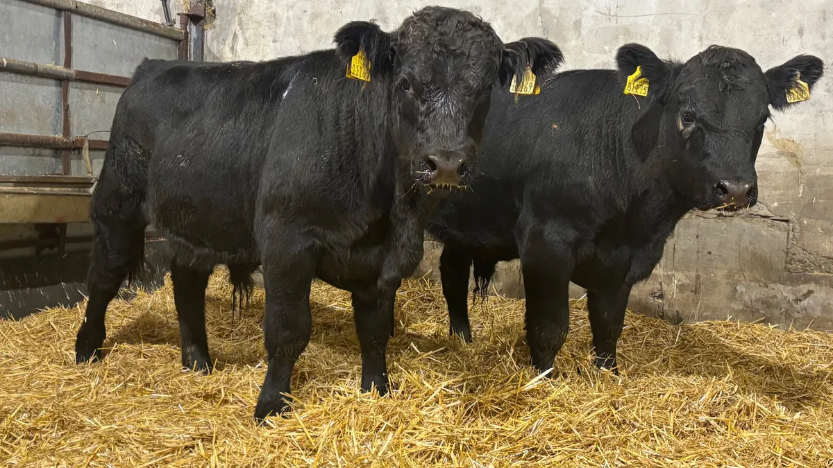 2 Suckler Bred Angus Bull Wealings - Image 1