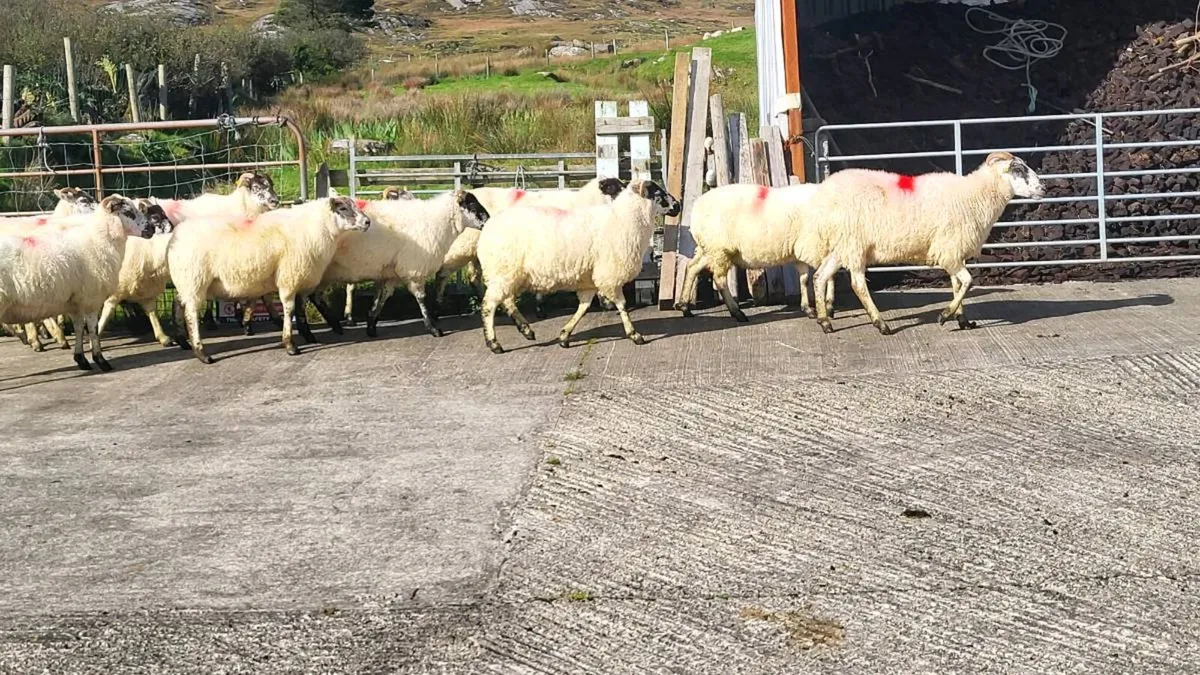 Cheviot cross hoggets - Image 1