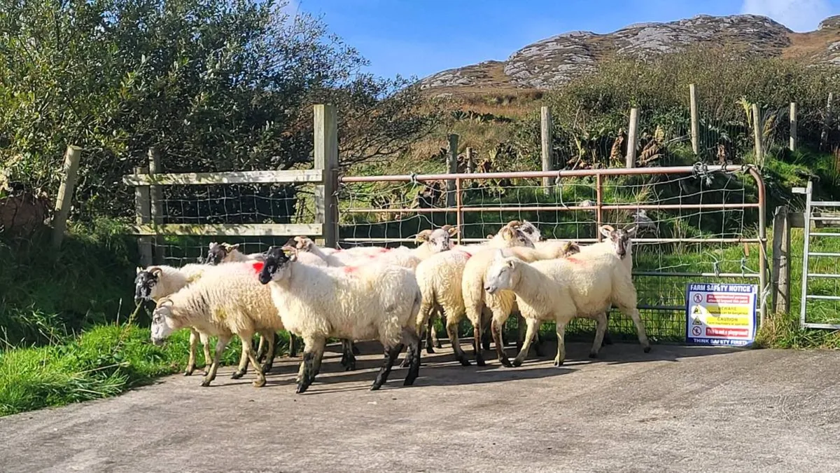 Cheviot cross hoggets - Image 4