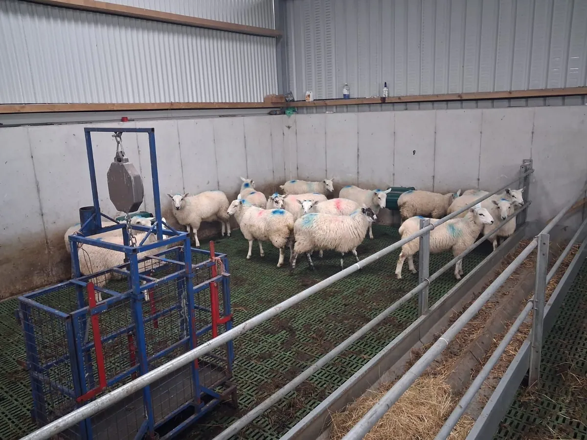 Cheviot  Cross ewe lambs