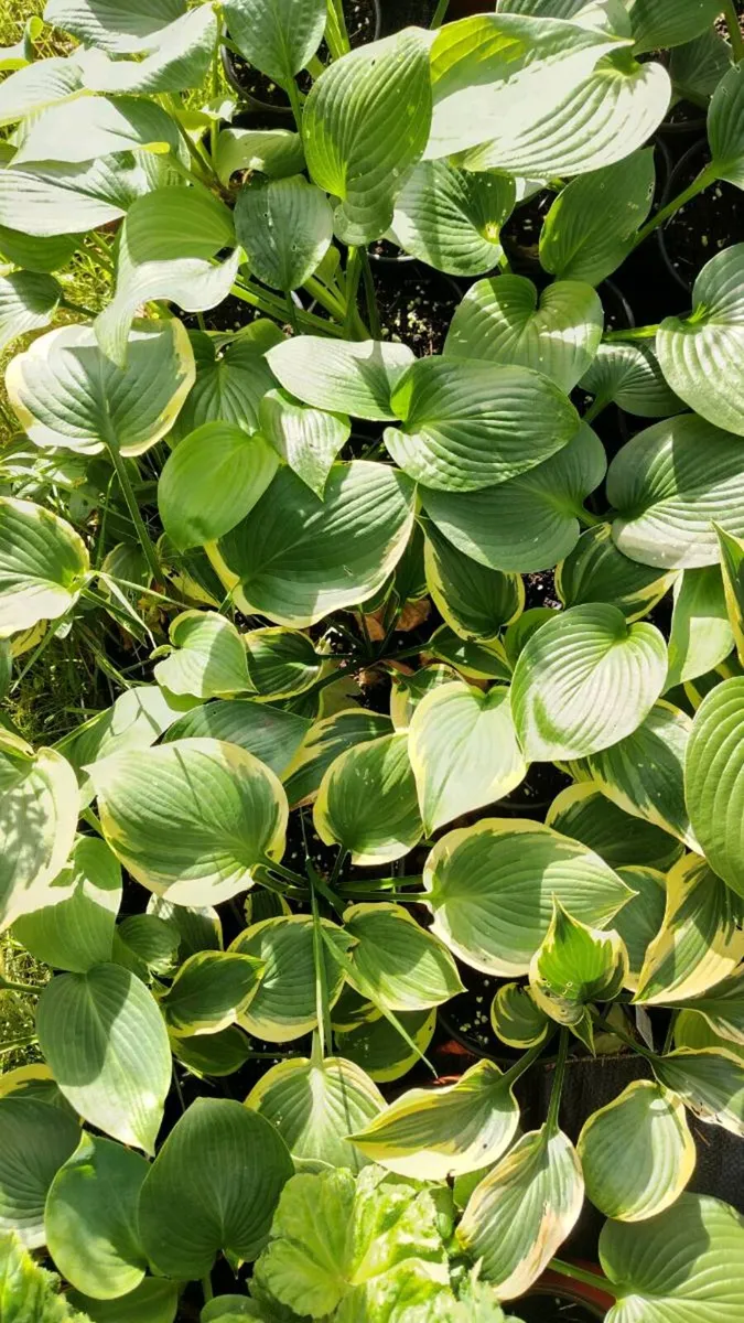Hostas