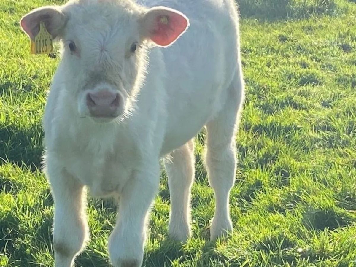 Charolais heifer calf - Image 2