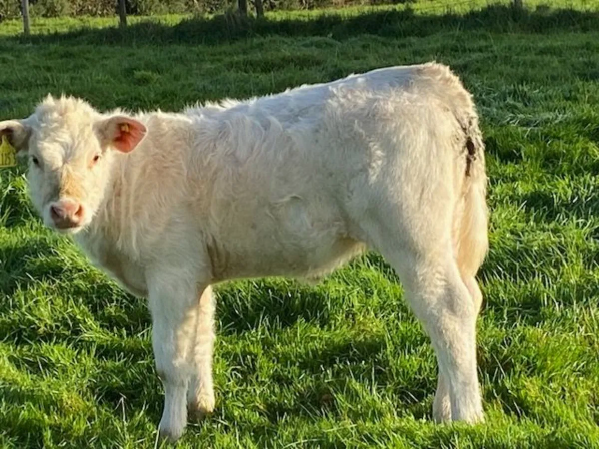 Charolais heifer calf - Image 1