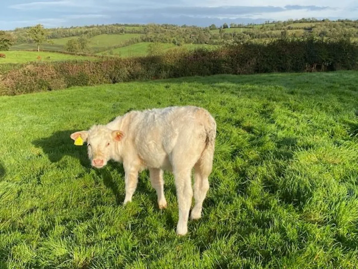 Charolais heifer calf - Image 3