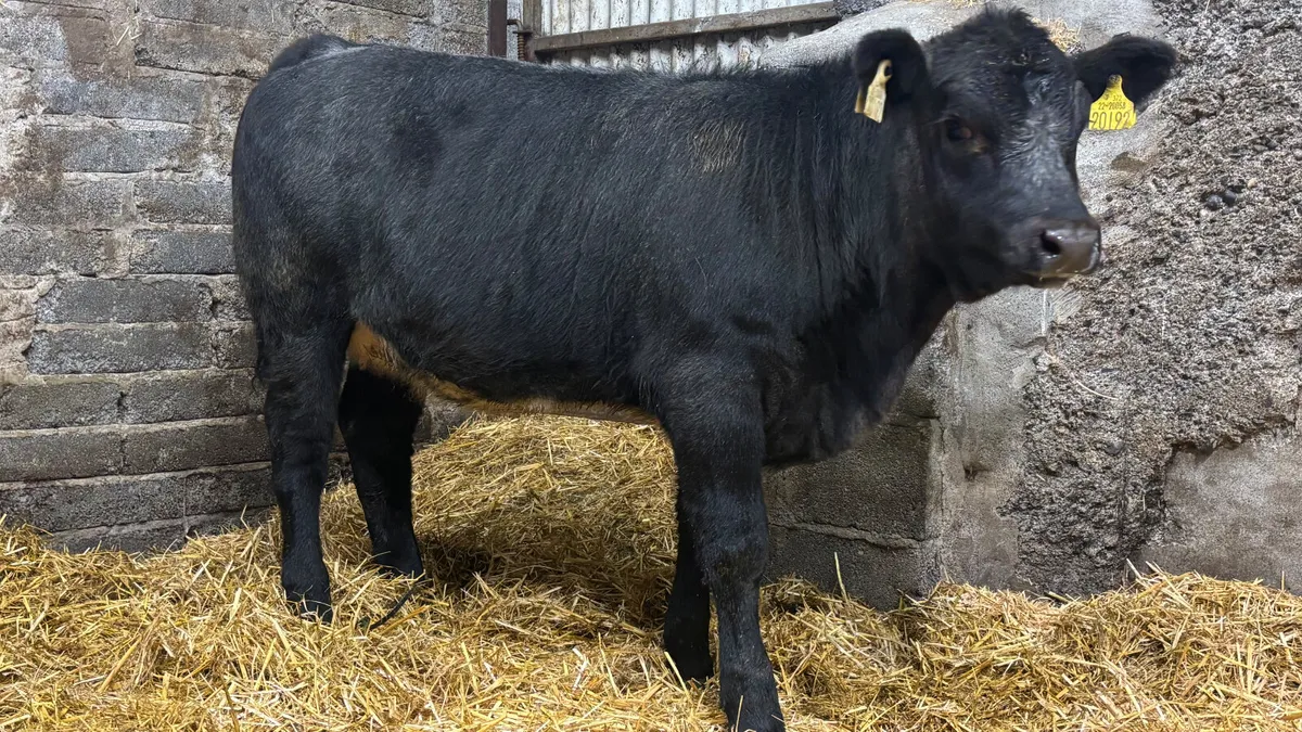 Blue Grey Angus Heifer Wealing - Image 4