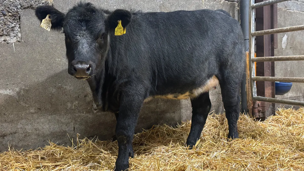 Blue Grey Angus Heifer Wealing - Image 3