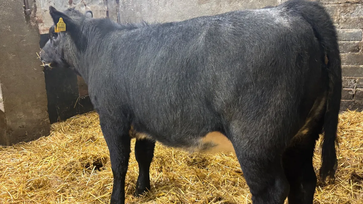 Blue Grey Angus Heifer Wealing - Image 2