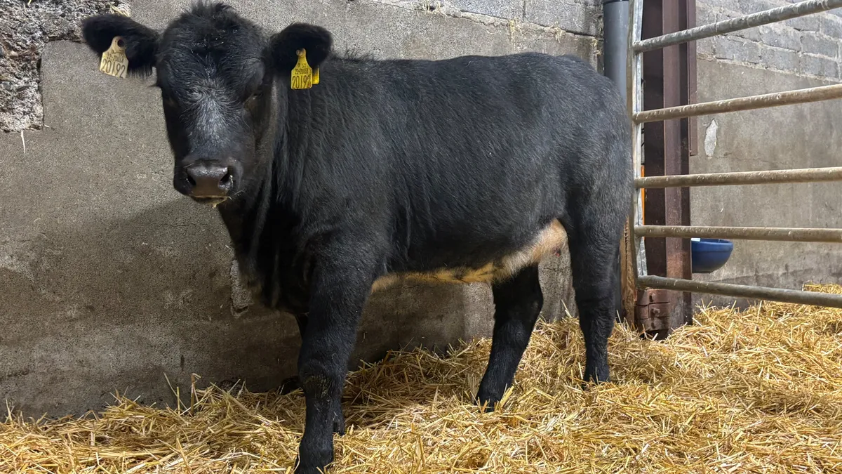 Blue Grey Angus Heifer Wealing - Image 1