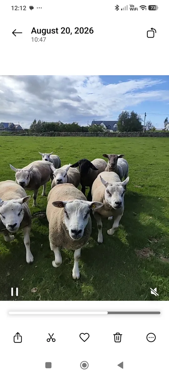 TEXEL SUFFOLK BELTEX RAM'S FOR SALE - Image 2