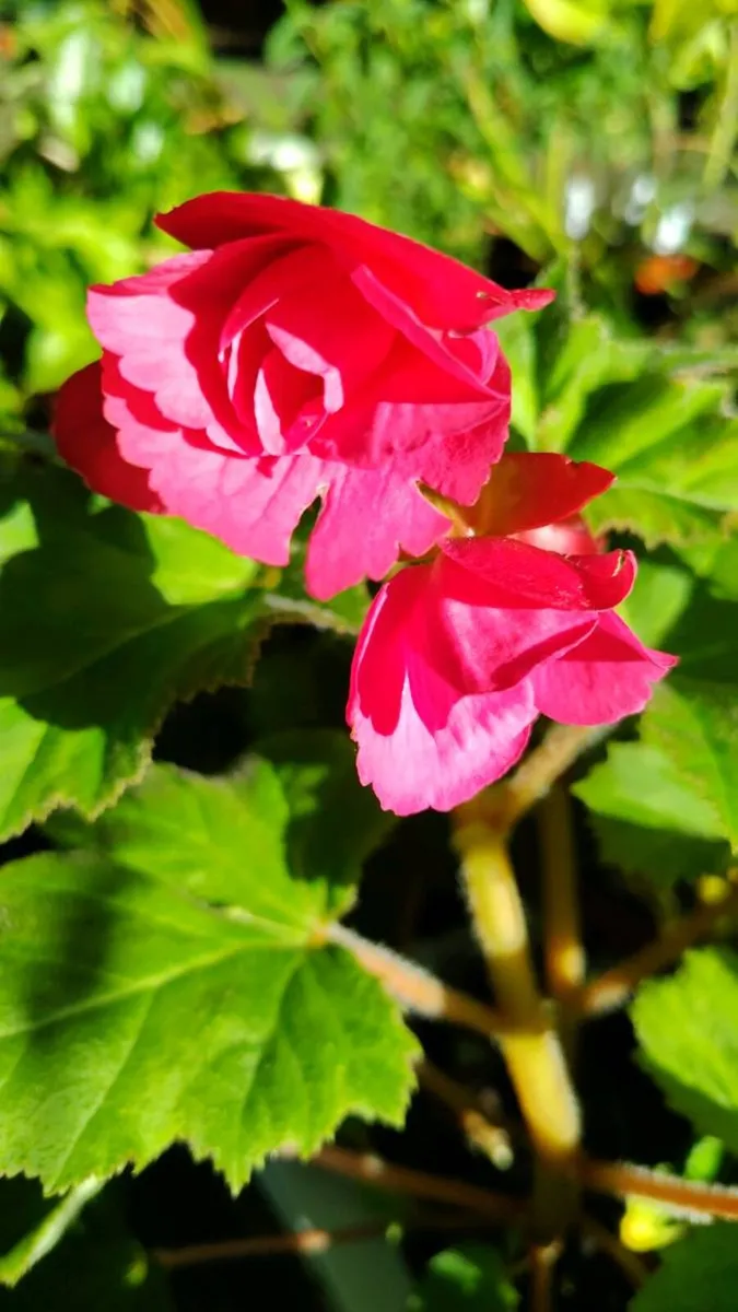 Begonia Tuberhybrida