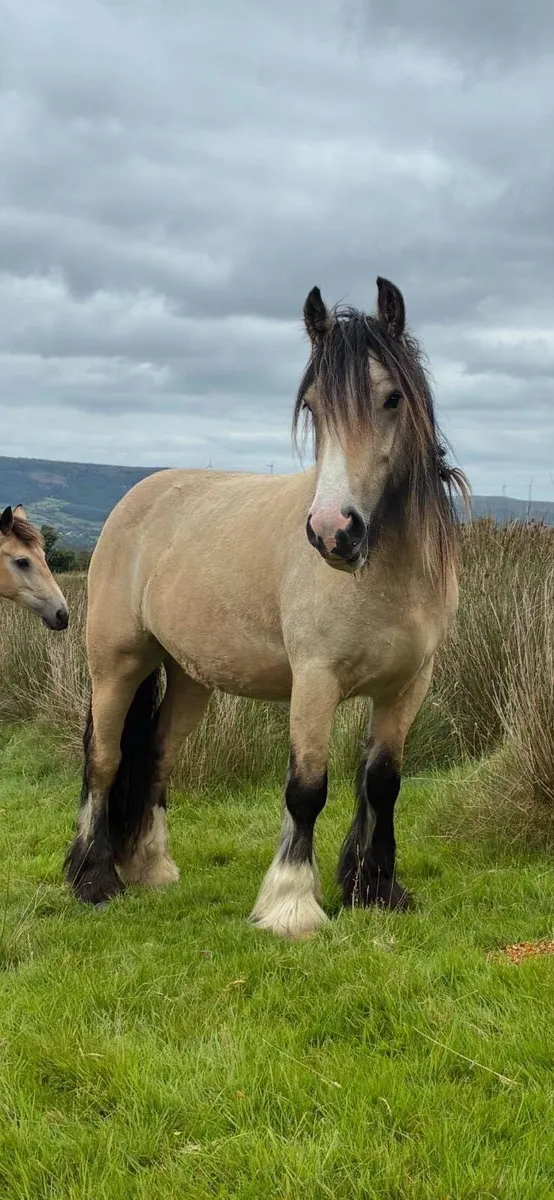 Cob filly