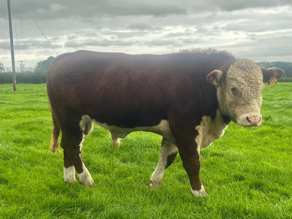 Hereford and Belted Galloway Bulls. - Image 3