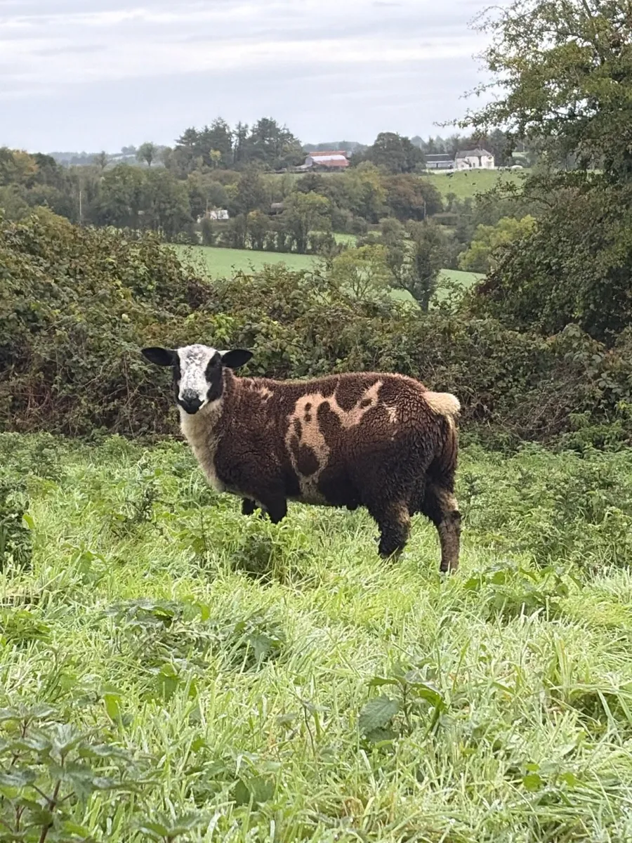 Dutch Spotted Ram Lamb - Image 2