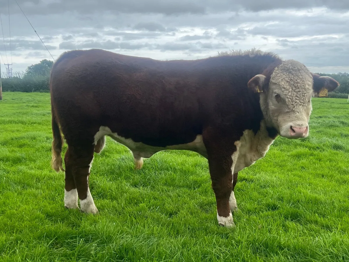 Hereford and Belted Galloway Bulls. - Image 4