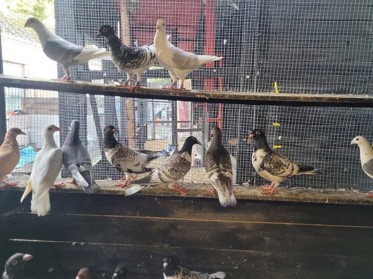 Pigeons - Image 1