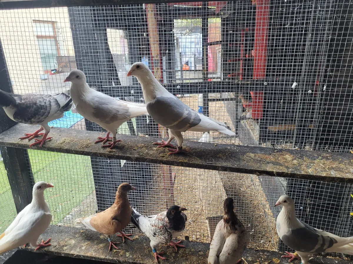 Pigeons - Image 2