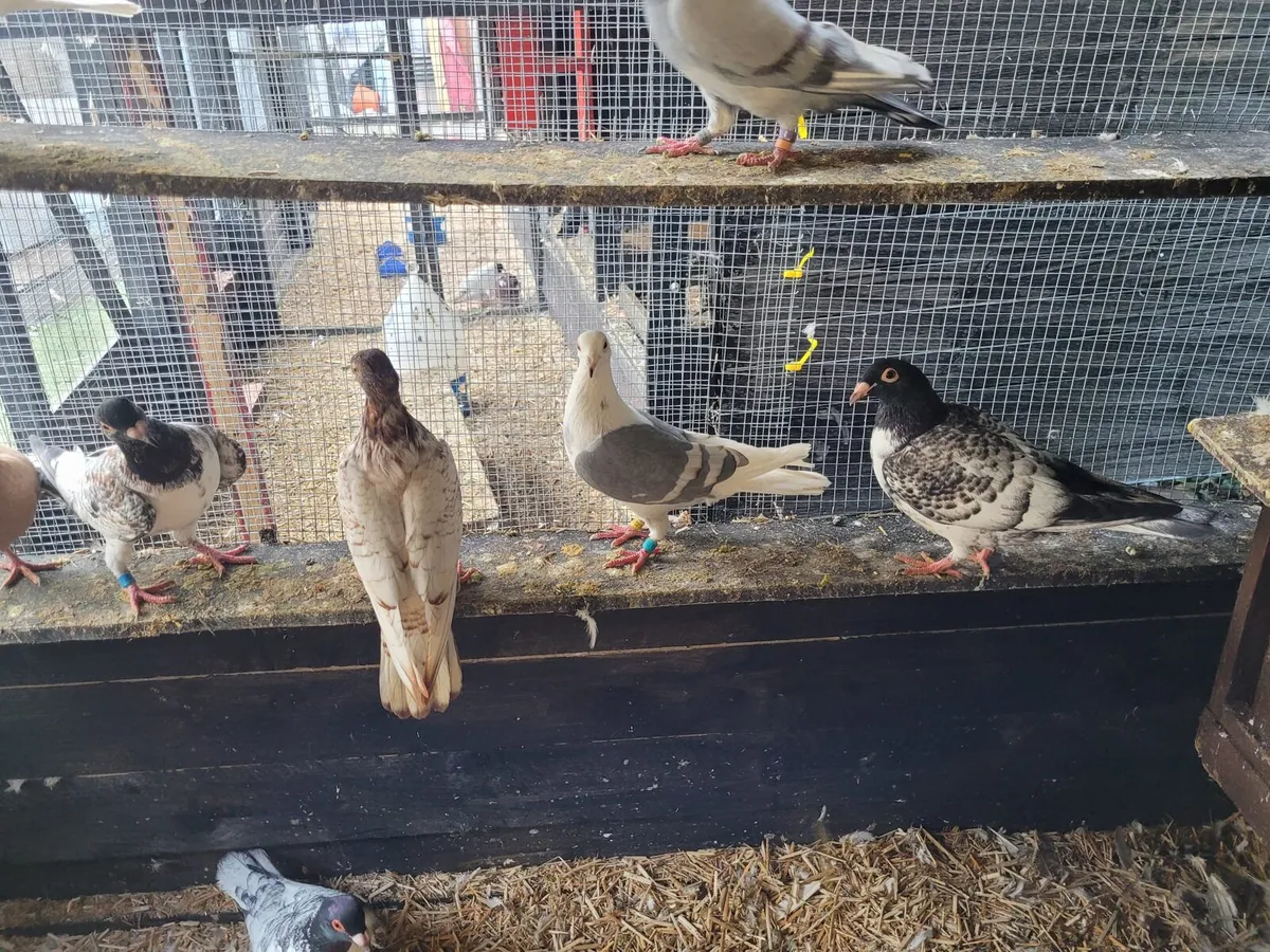 Pigeons - Image 3
