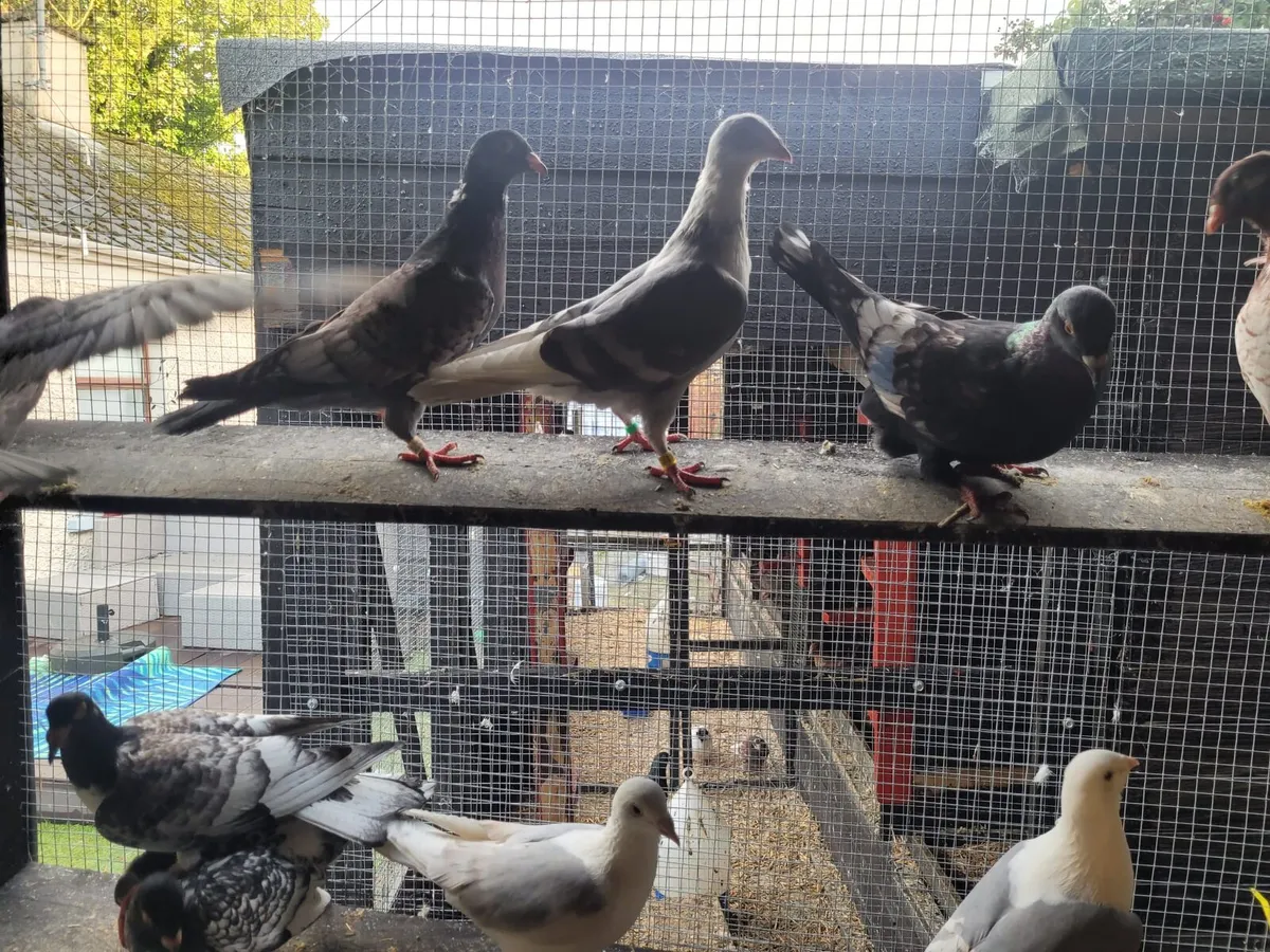 Pigeons - Image 4