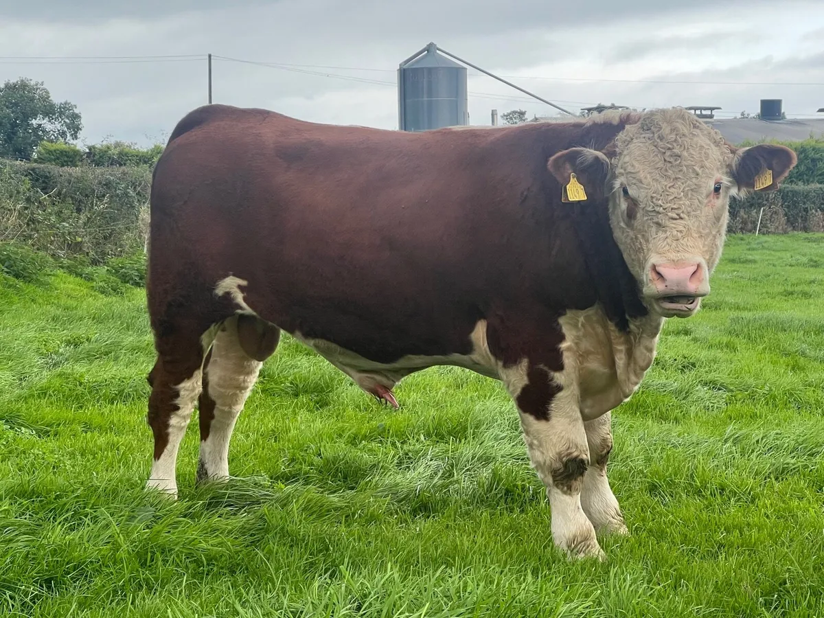 Hereford and Belted Galloway Bulls. - Image 1