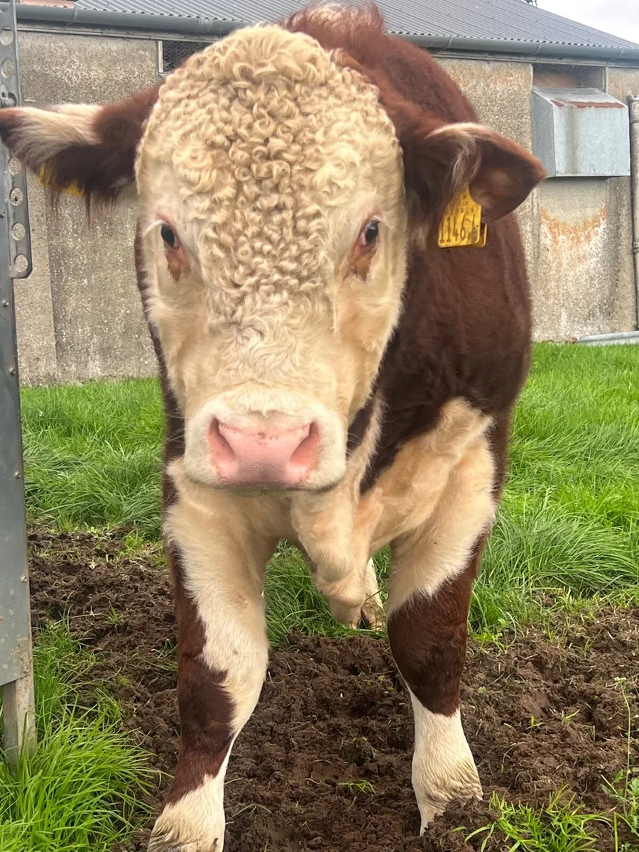 Hereford and Belted Galloway Bulls. - Image 2