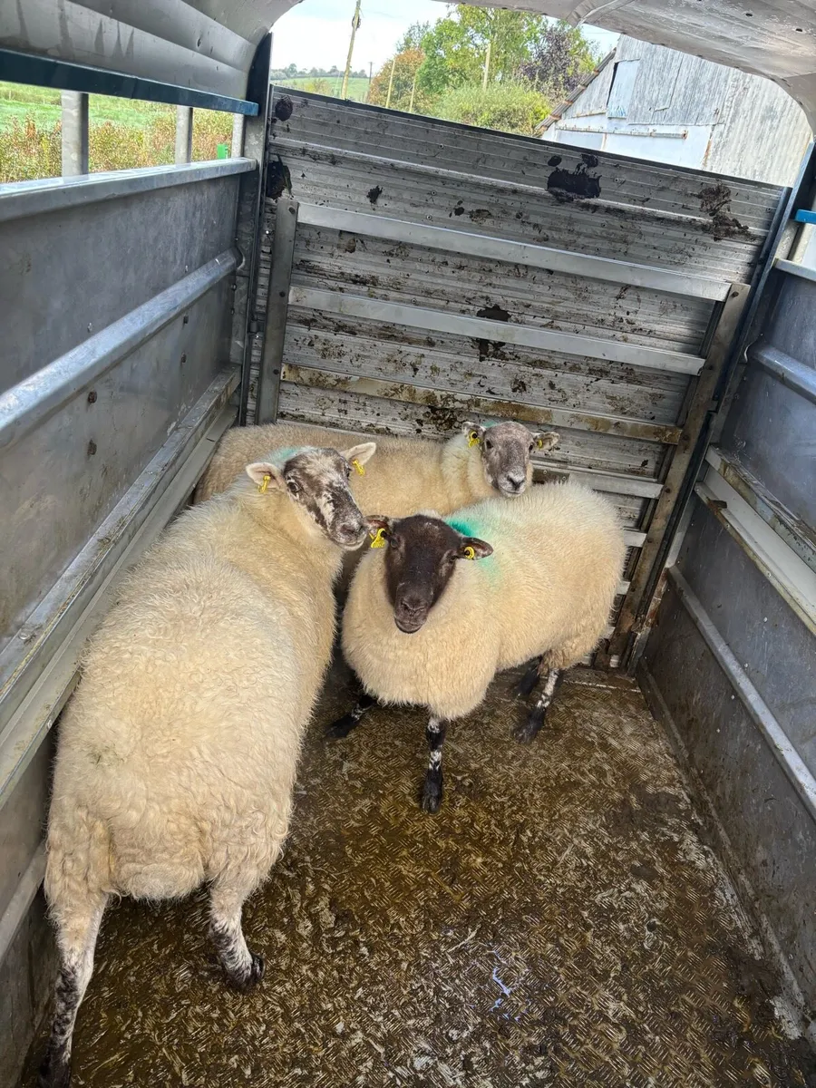 3 hoggets - Image 1