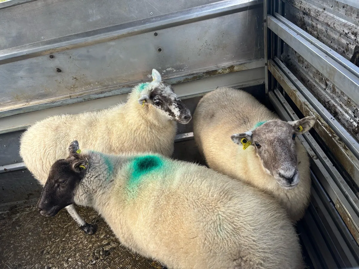 3 hoggets - Image 2