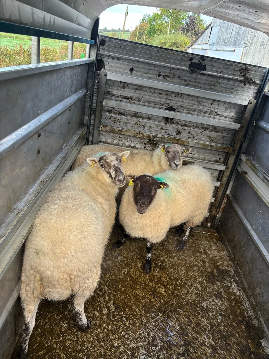 3 hoggets - Image 3