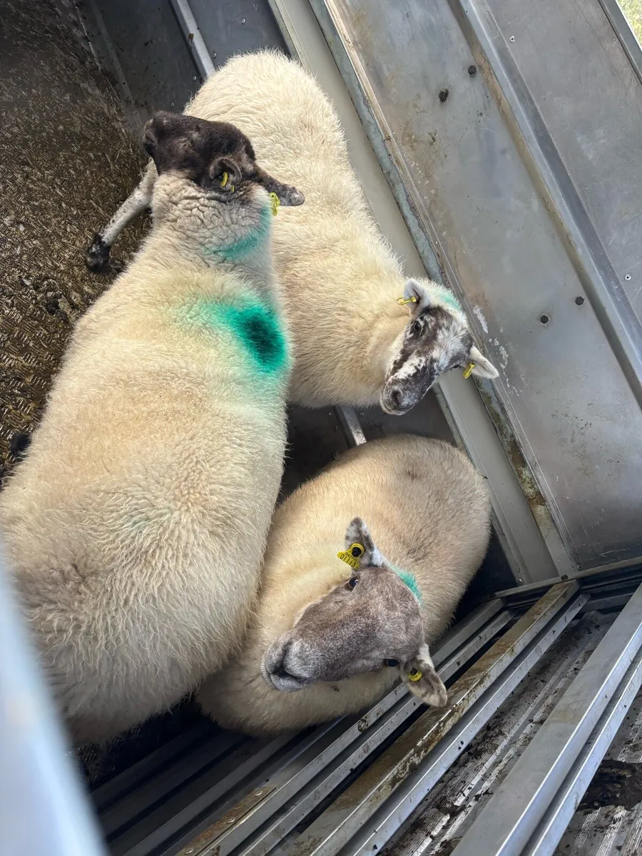 3 hoggets - Image 4