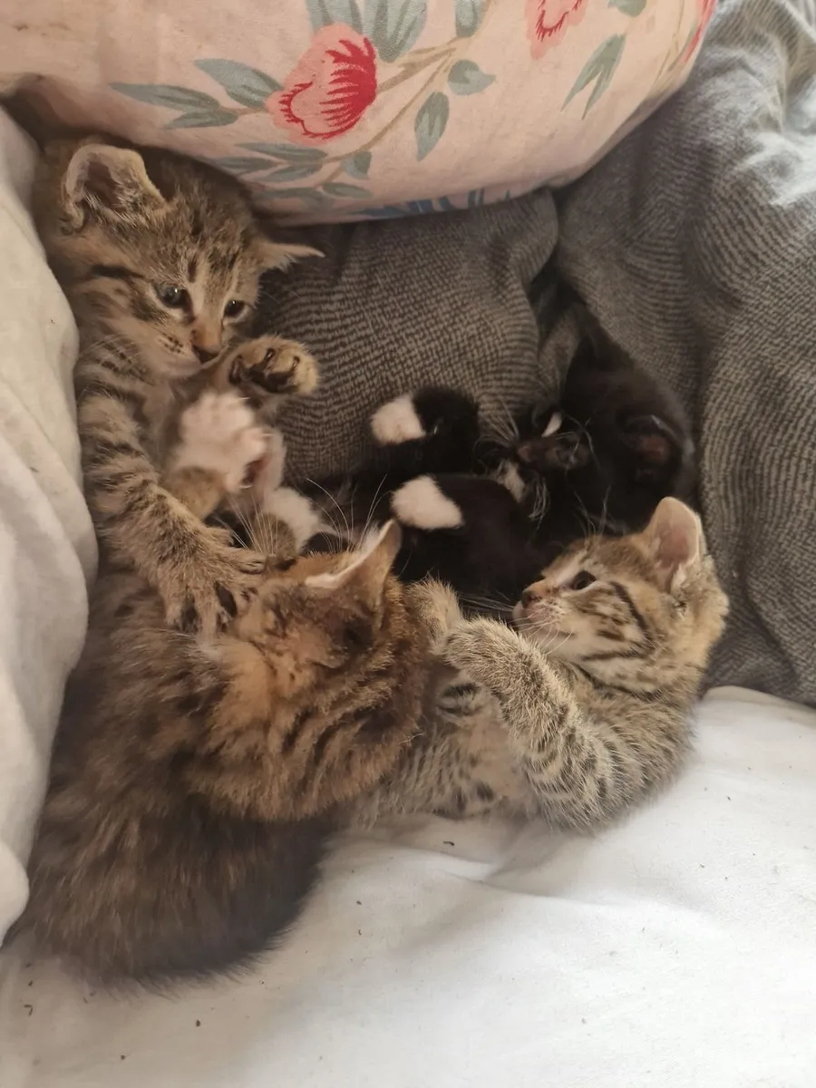 Kittens - Image 1