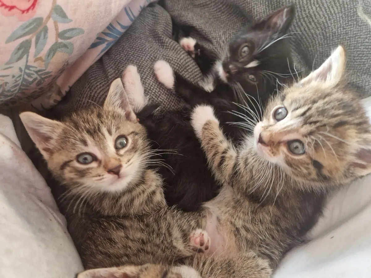 Kittens - Image 2