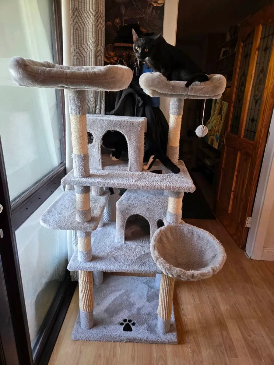 2 Male Kittens + Accessories - Image 3