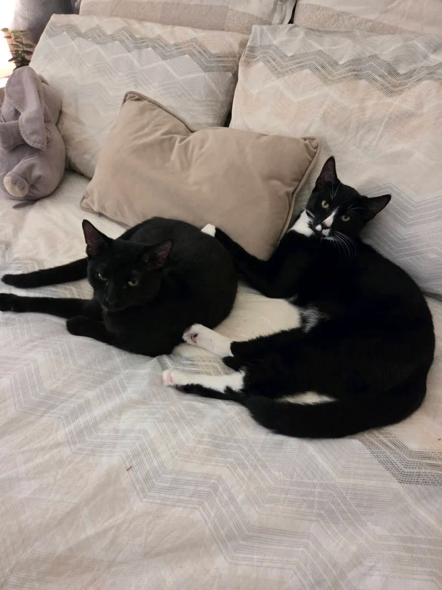 2 Male Kittens + Accessories - Image 4
