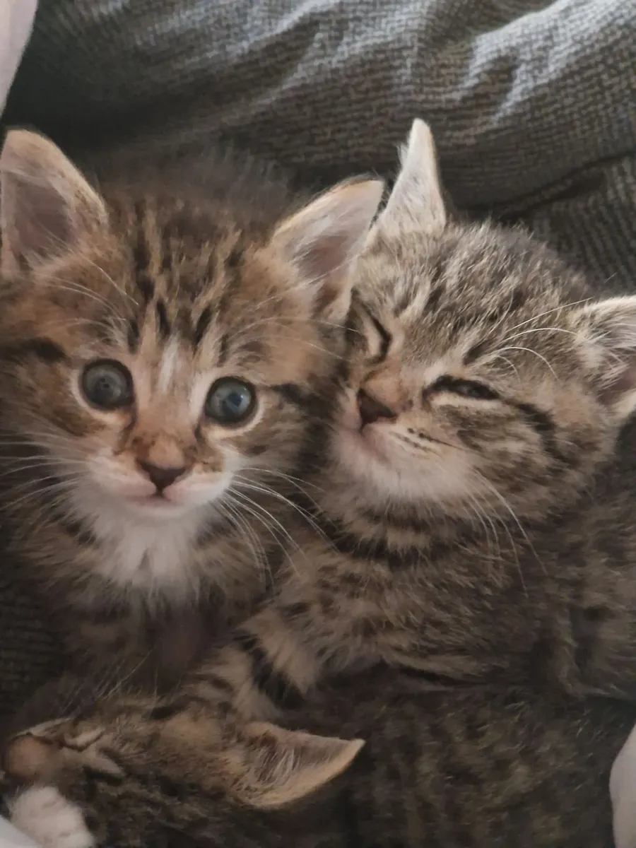Kittens - Image 3