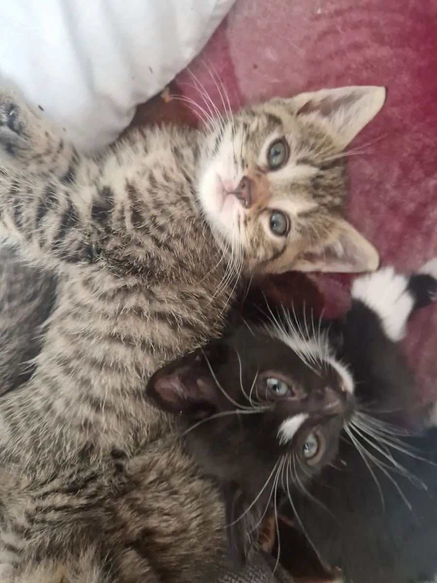 Kittens - Image 4